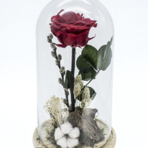 rosa_encantada_roja_1