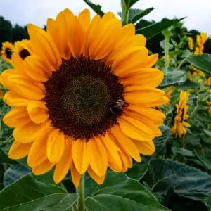 GIRASOL