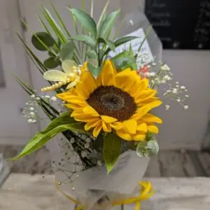 PACK GIRASOL